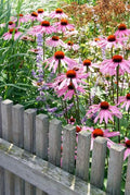 Echinacea purpurea 'Magnus' | Buitenplant | Zonnehoed - Planttoday