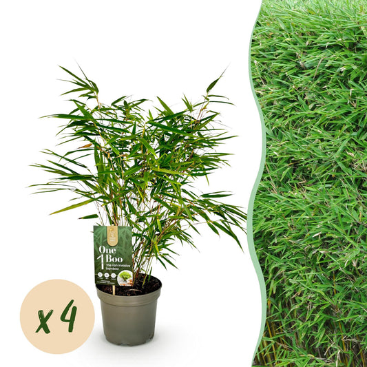 Fargesia rufa bamboe als haagplant of in border