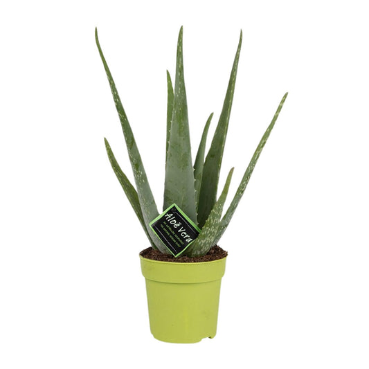Aloe Vera – Ø12 cm – ↕45 cm | Makkelijke Kamerplant voor in Huis