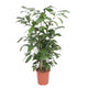 Caryota Mitis | Visgraatpalm | Grote Kamerplant