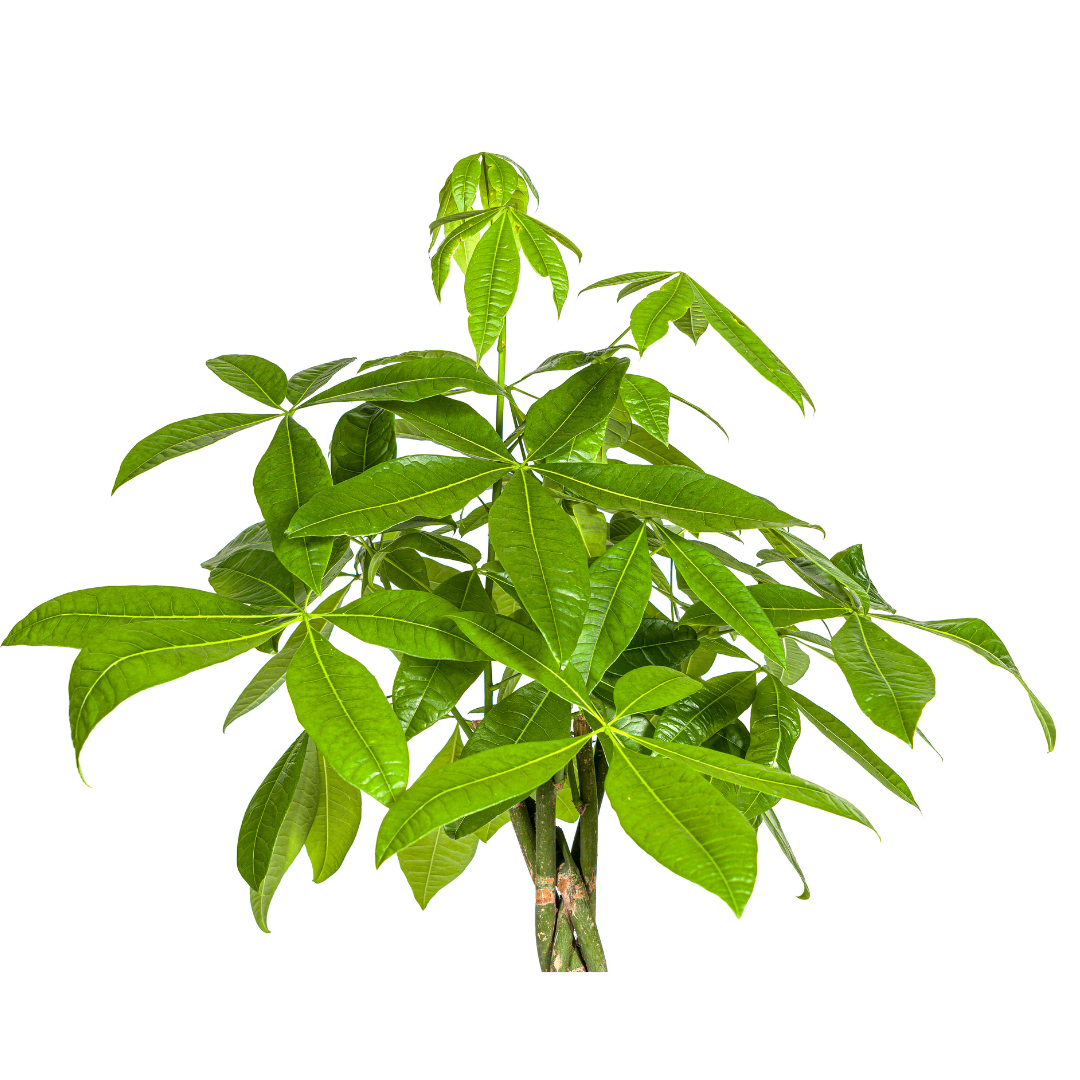 Pachira Aquatica geldboom Ø27cm ↕130-150cm met gevlochten stam en groene bladeren – tropische kamerplant
