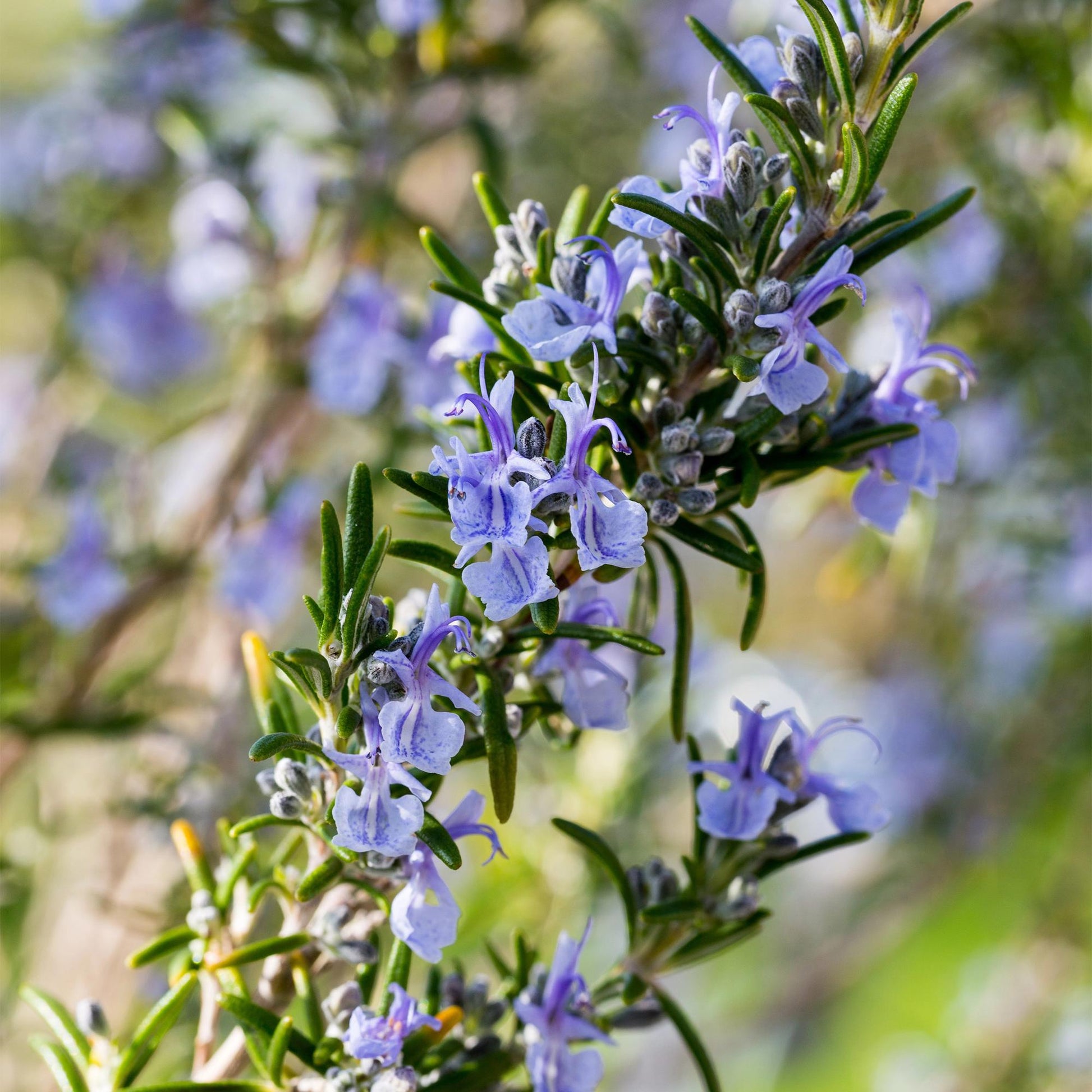 Rozemarijn op stam met paarse bloemen voor terras of balkon