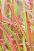 Imperata cylindrica 'Red Baron' (Japans Bloedgras) is een siergras met langwerpig rood blad tot circa 40 cm hoogte