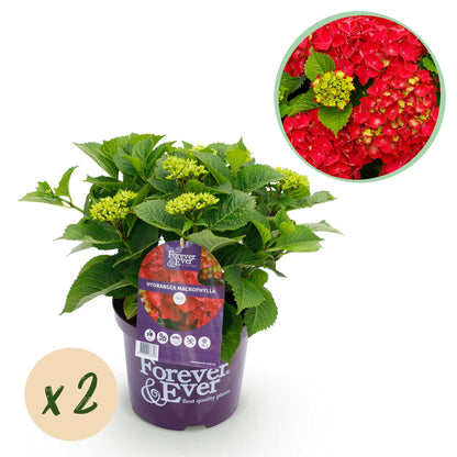 Hortensia - Hydrangea Forever & Ever - Rood - 7-12 Bloemen - 2 Planten - Pot 23cm Hoogte 55cm