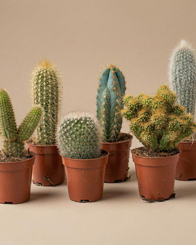 6 x Cactus Set  in Keramische Mini Potjes San Juan