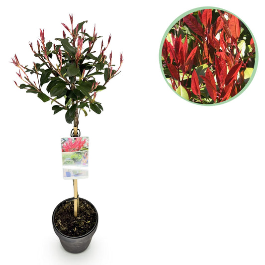 Bladhoudende photinia op stam met roodgroen blad voor terras