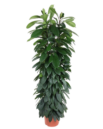 Ficus Cyatistipula zuil | Mega Kamerplant