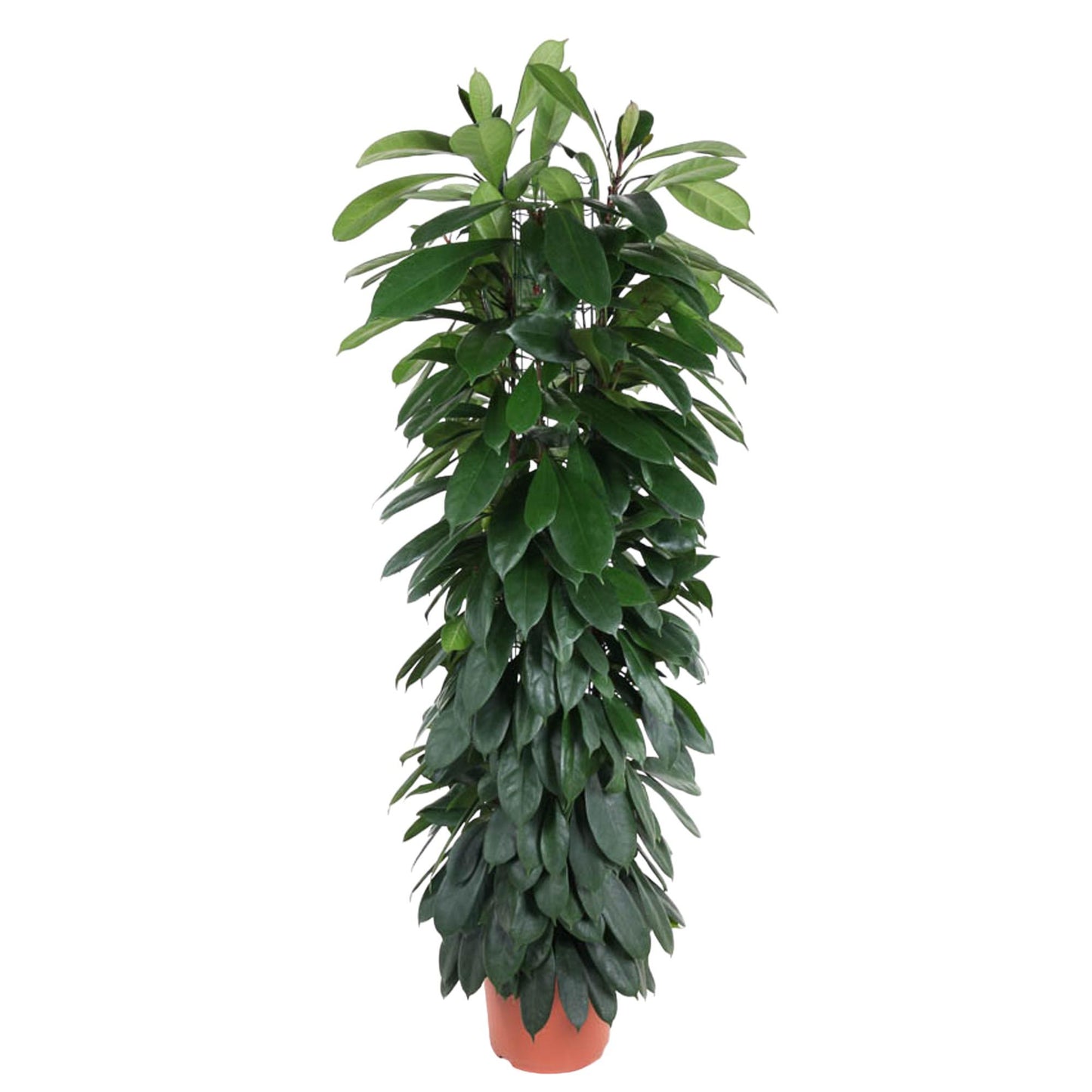 Ficus Cyatistipula zuil | Mega Kamerplant