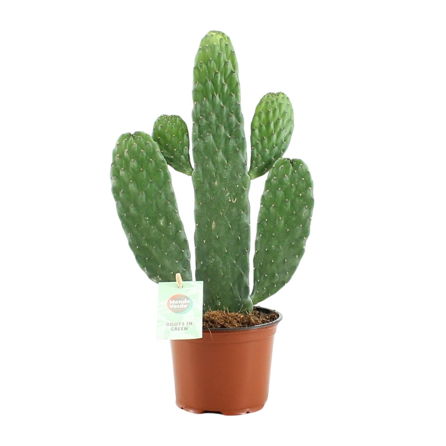 Opuntia Rubescens Consolea - Ø12cm - ↕35cm  - Cactus