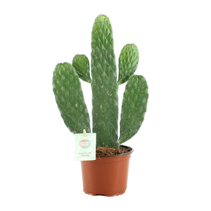 Opuntia Rubescens Consolea - Ø12cm - ↕35cm  - Cactus