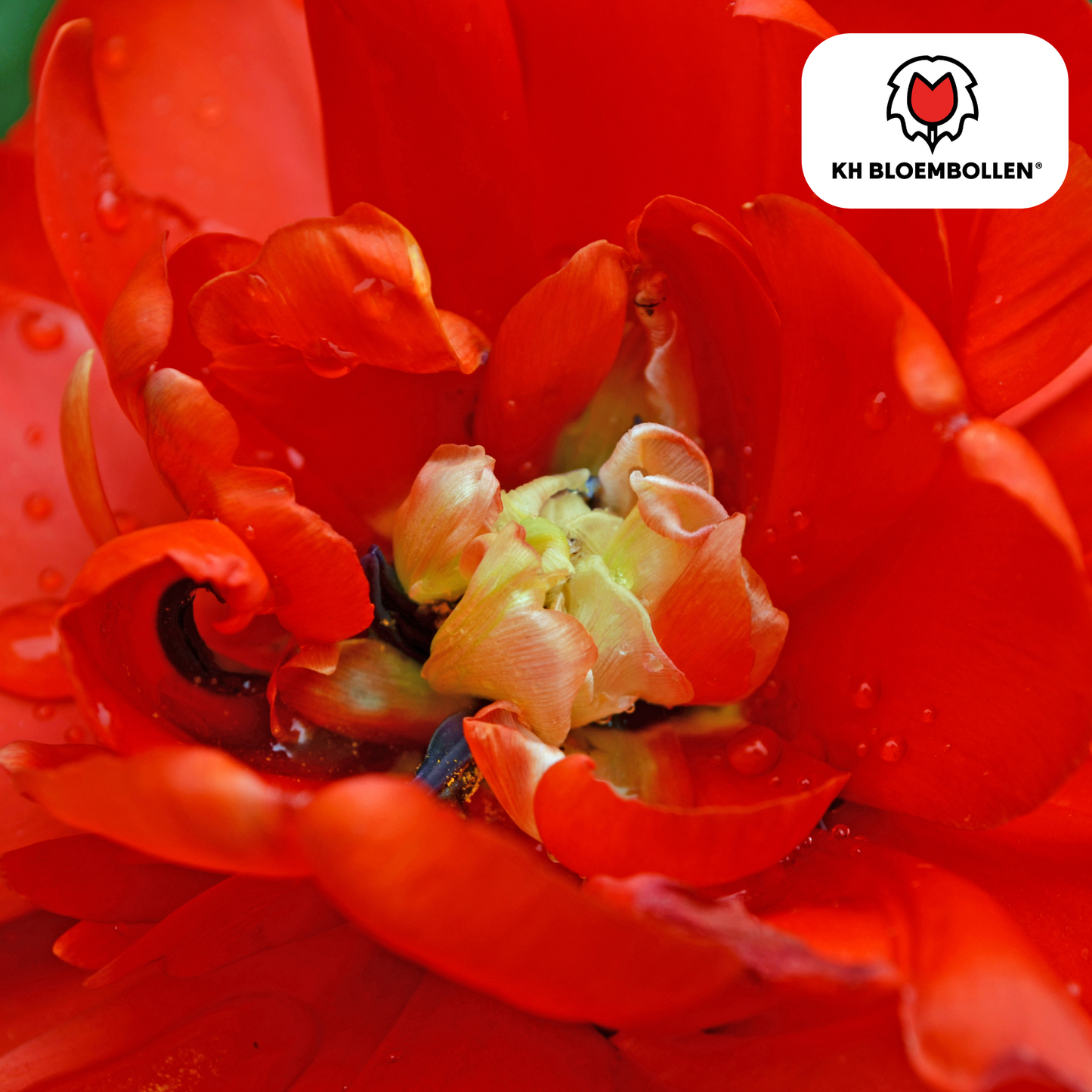 Tulpenbollen Bombastic Red – 20 stuks | Rode Pioentulp Dubbelbloemig