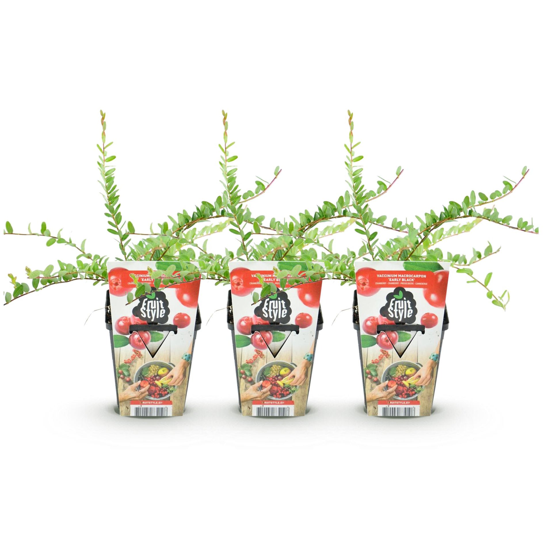 Vaccinium macrophylla Early Black – blauwe bes fruitplant – 3 stuks in pot 9 cm – winterhard, geschikt voor tuin, border en balkon, met donkerrode bessen