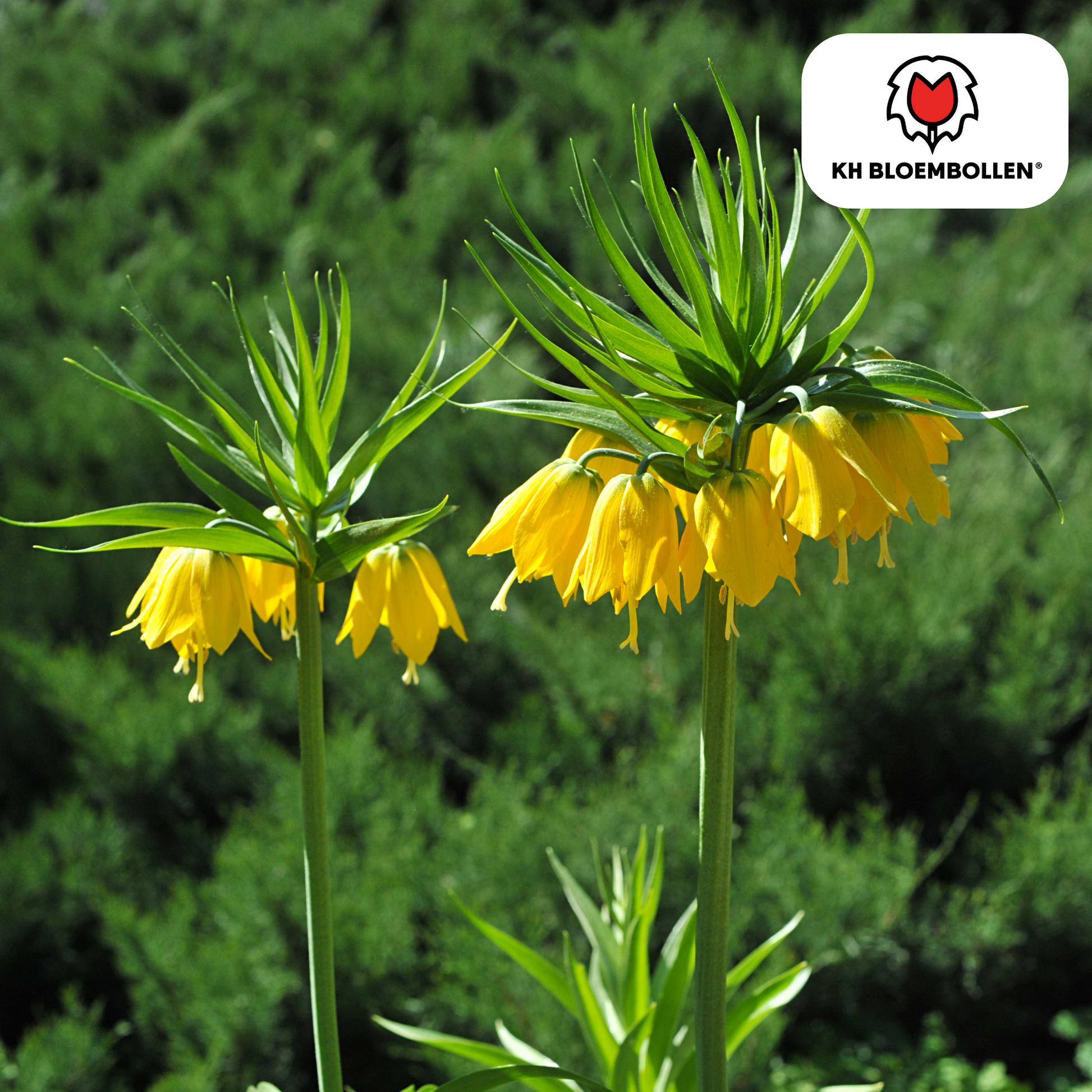 Fritillaria imperialis Lutea – Keizerskroon met zwavelgele klokbloemen op stevige steel, 5 bloembollen tuin