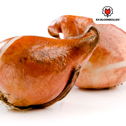 Tulpenbollen Candy Apple Delight  | KH Bloembollen®