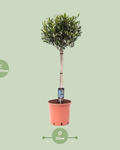 Olea Olijf | Boom