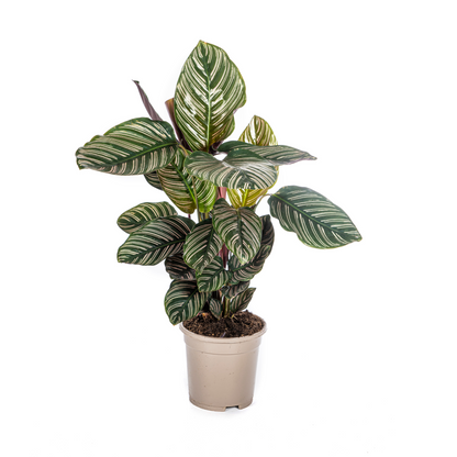 Calathea Ornata Sanderiana met roze bladstrepen – tropische kamerplant.