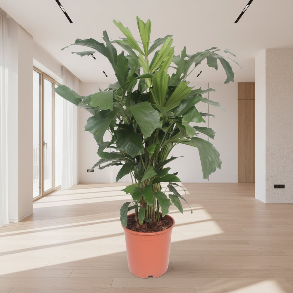 Caryota mitis |  Kamerplant | Vissenstaartpalm