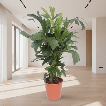Caryota mitis |  Kamerplant | Vissenstaartpalm
