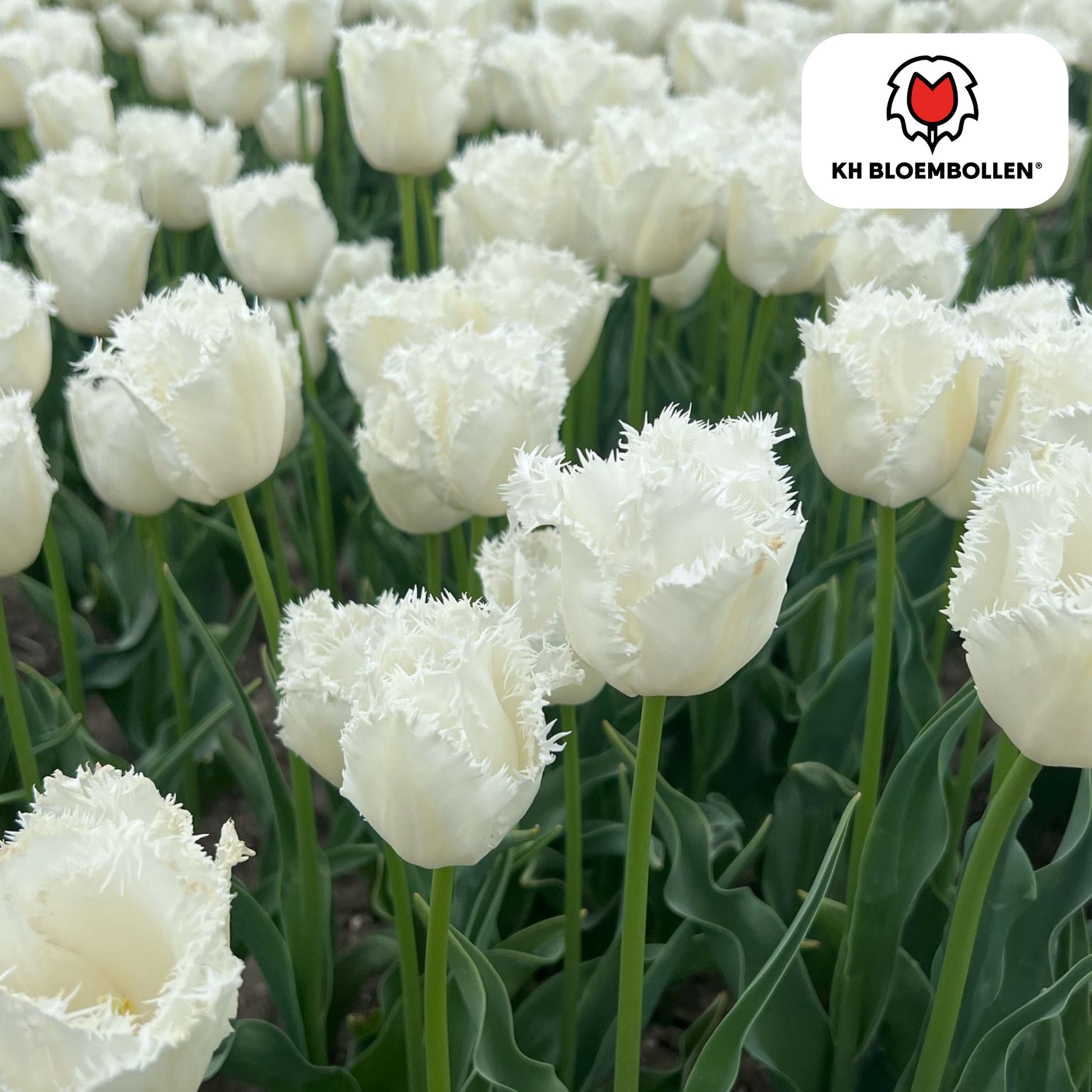 Honeymoon tulpenbollen – 20 stuks – witte tulpen met gekartelde bloemrand. Elegant en uniek voor tuin, balkon of pot.