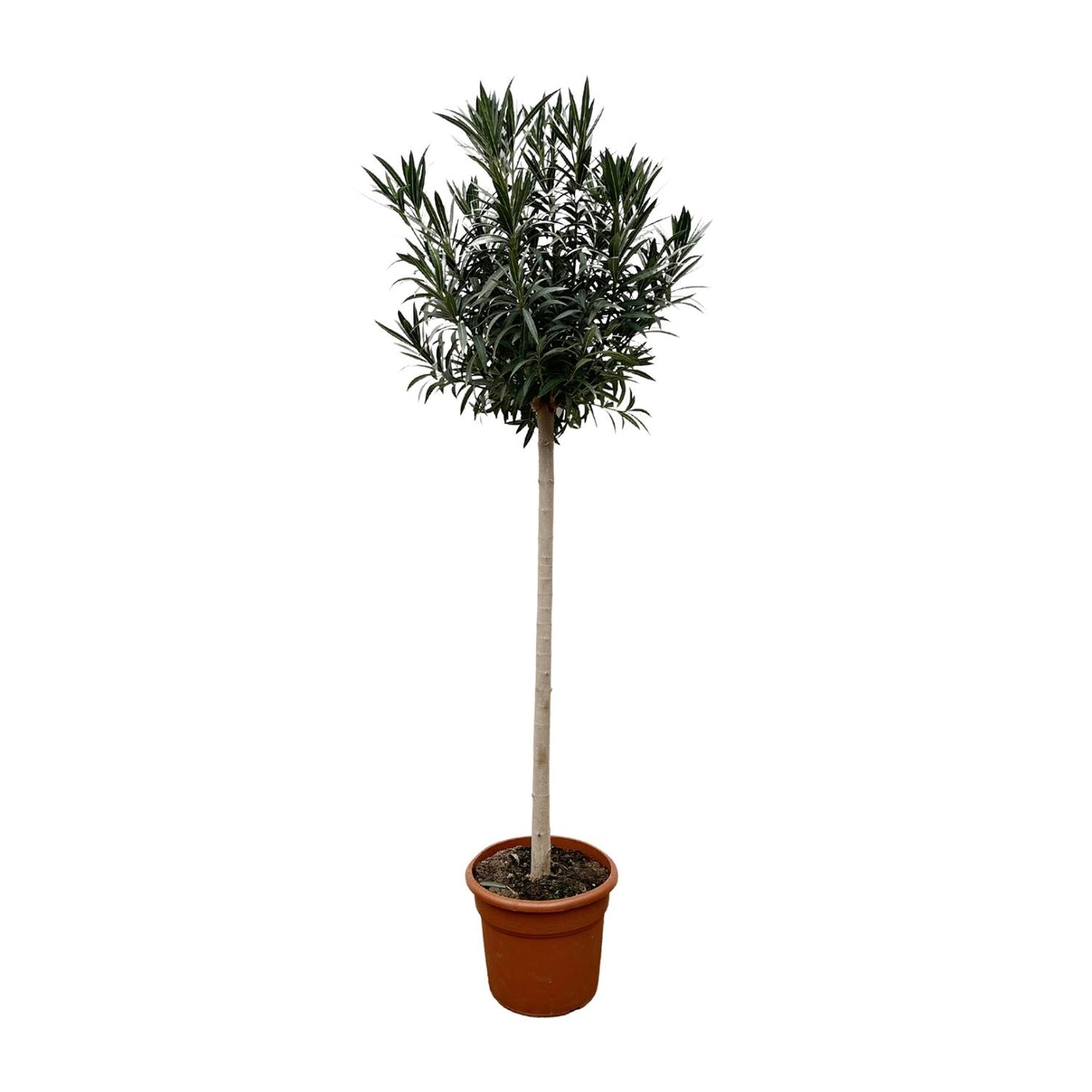 Nerium Oleander op stam met witte bloemen, hoogte circa 170 cm, geplant in een pot van 40 cm diameter, geschikt voor binnen en buiten, met glanzende groene bladeren.