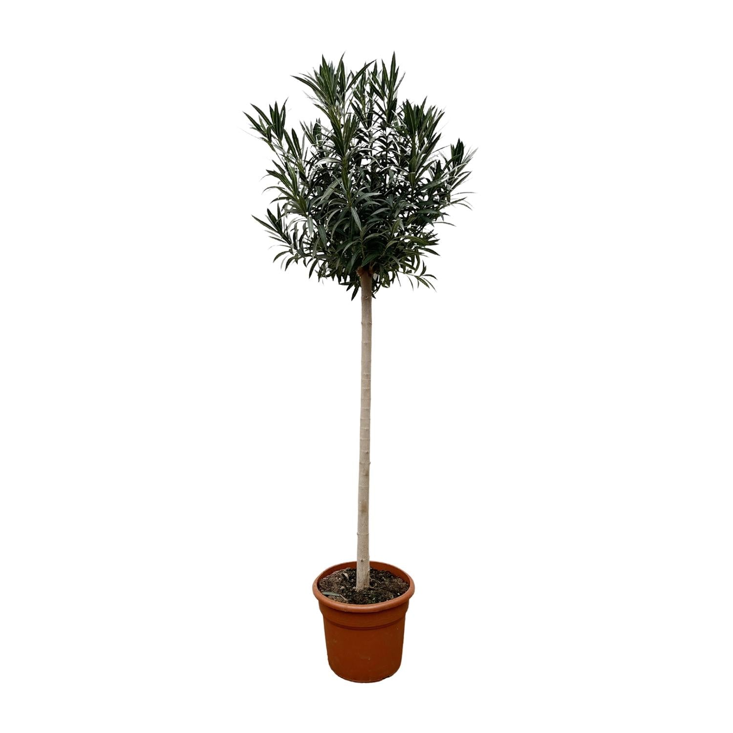 Nerium Oleander op stam met witte bloemen, hoogte circa 170 cm, geplant in een pot van 40 cm diameter, geschikt voor binnen en buiten, met glanzende groene bladeren.