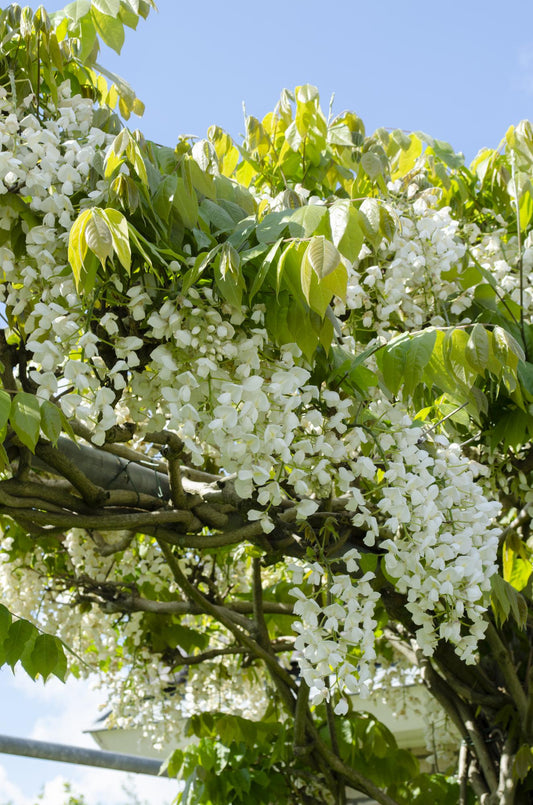 2x Wisteria floribunda 'Longissima Alba' - ↨65cm - Ø15 - Witte regen.