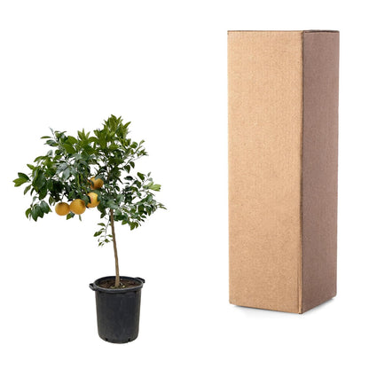 Pompelmoesboom (Citrus Pompelmo) - Voor Terras of Serre