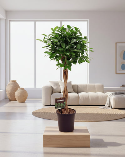 Groene kamerplant met volle kroon voor halfschaduw