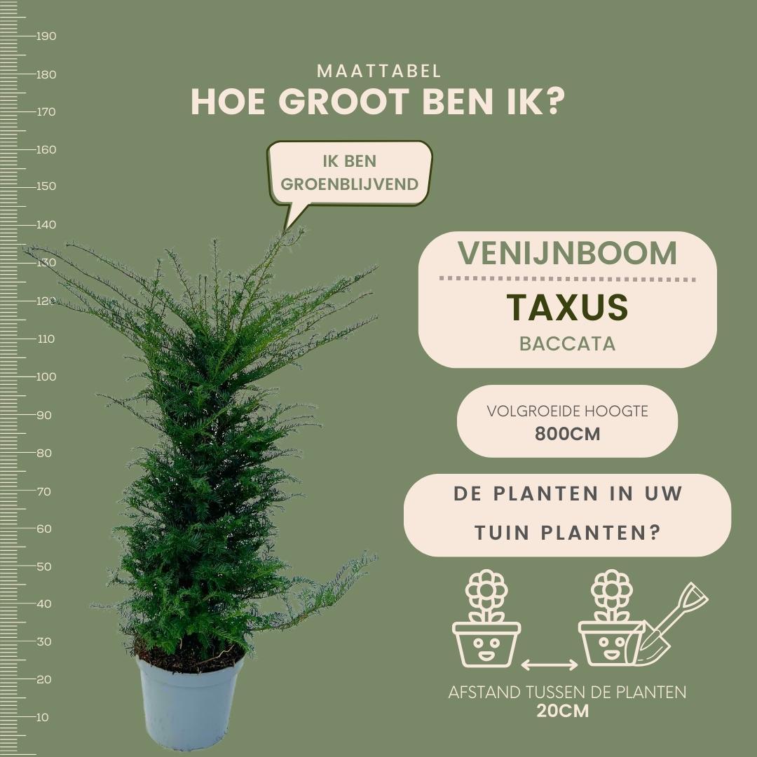 Taxus ‘Baccata’ – set van 20 haagplanten (100–125 cm) in 12L potten, wintergroene Venijnboom voor 10 meter dichte, klassieke haag.