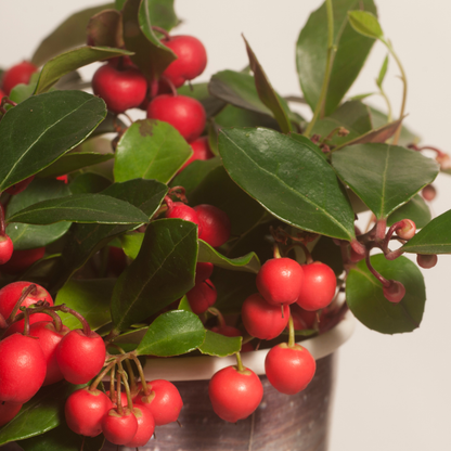 6x Gaultheria procumbens 'Big Berry' | Tuinplanten