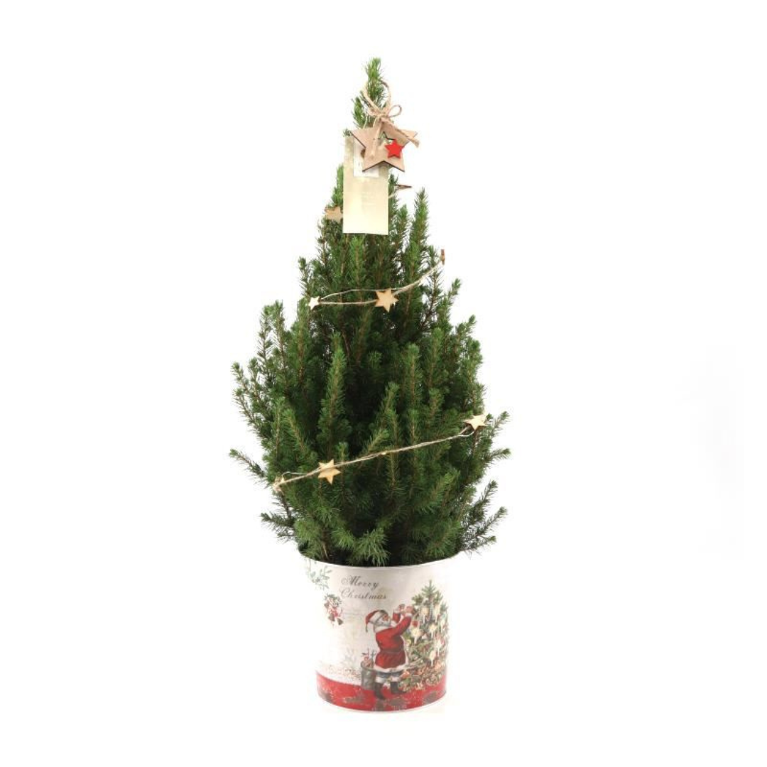 Kleine kerstboom Picea Glauca Conica van 70 cm in sierpot met verlichting ideaal als compacte levende kerstboom voor binnen of buiten