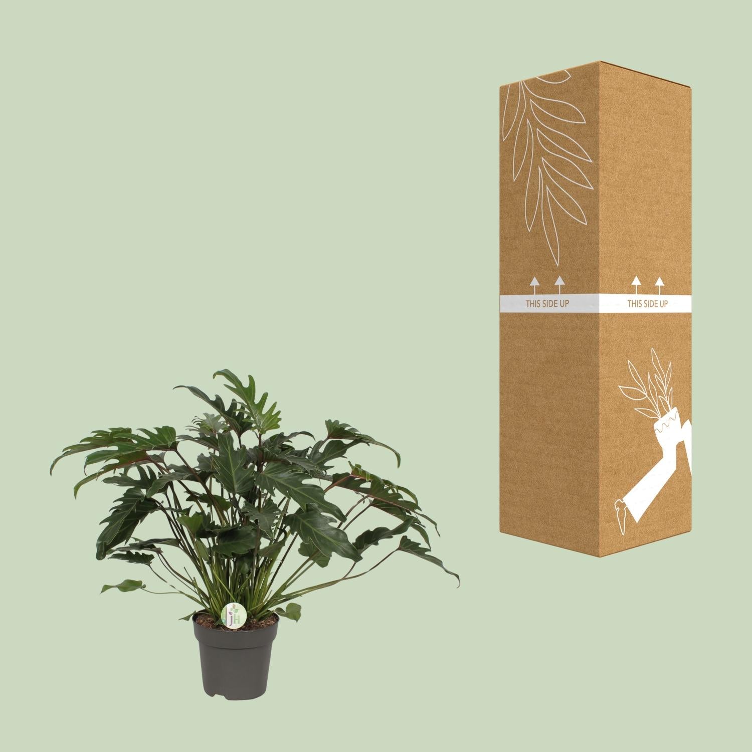 Philodendron Xanadu tropische groene kamerplant.