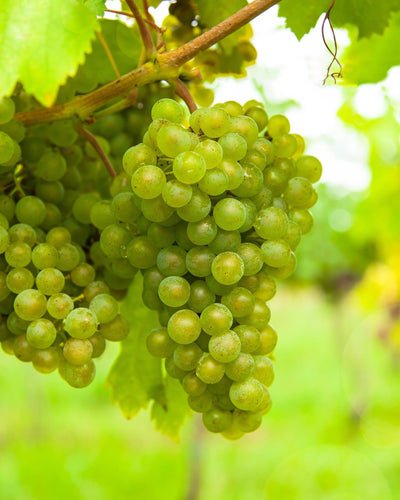 witte druiven uit eigen tuin plant,Een witte druivenplant, ook bekend als Vitis vinifera, is een klimplant die veel zonlicht nodig heeft en het liefst in goed doorlatende, voedzame en kalkrijke grond staat. De plant vraagt weinig verzorging en moet worden aangebonden aan een klimrek, pergola of muur. Jaarlijks snoeien in de winter en zomer is essentieel voor een goede oogst, waarbij je dode takken verwijdert en de overgebleven scheuten inkort. Populaire resistente rassen zijn 'Bianca' en 'Solaris', die gesc