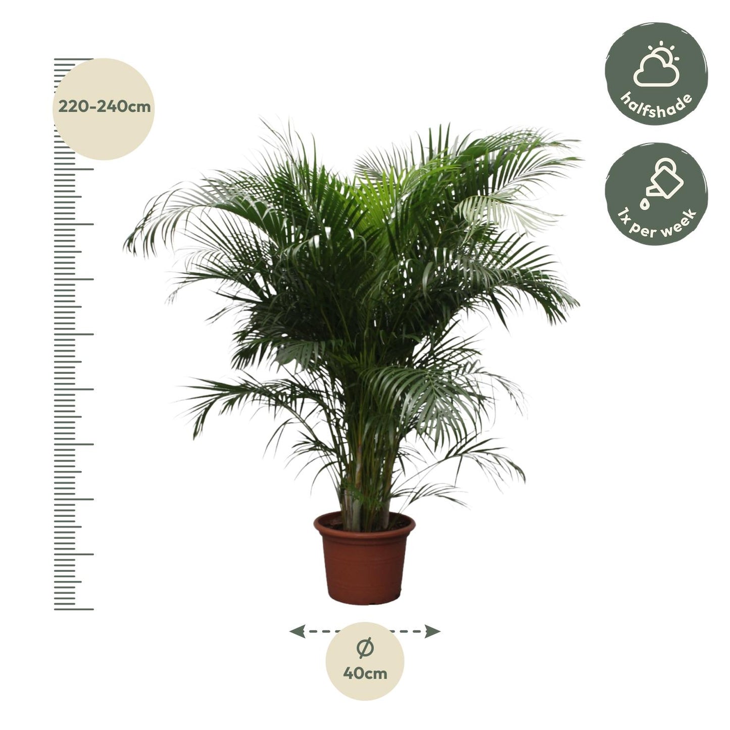 Dypsis Lutescens (Areca Palm) | Mega Kamerplant