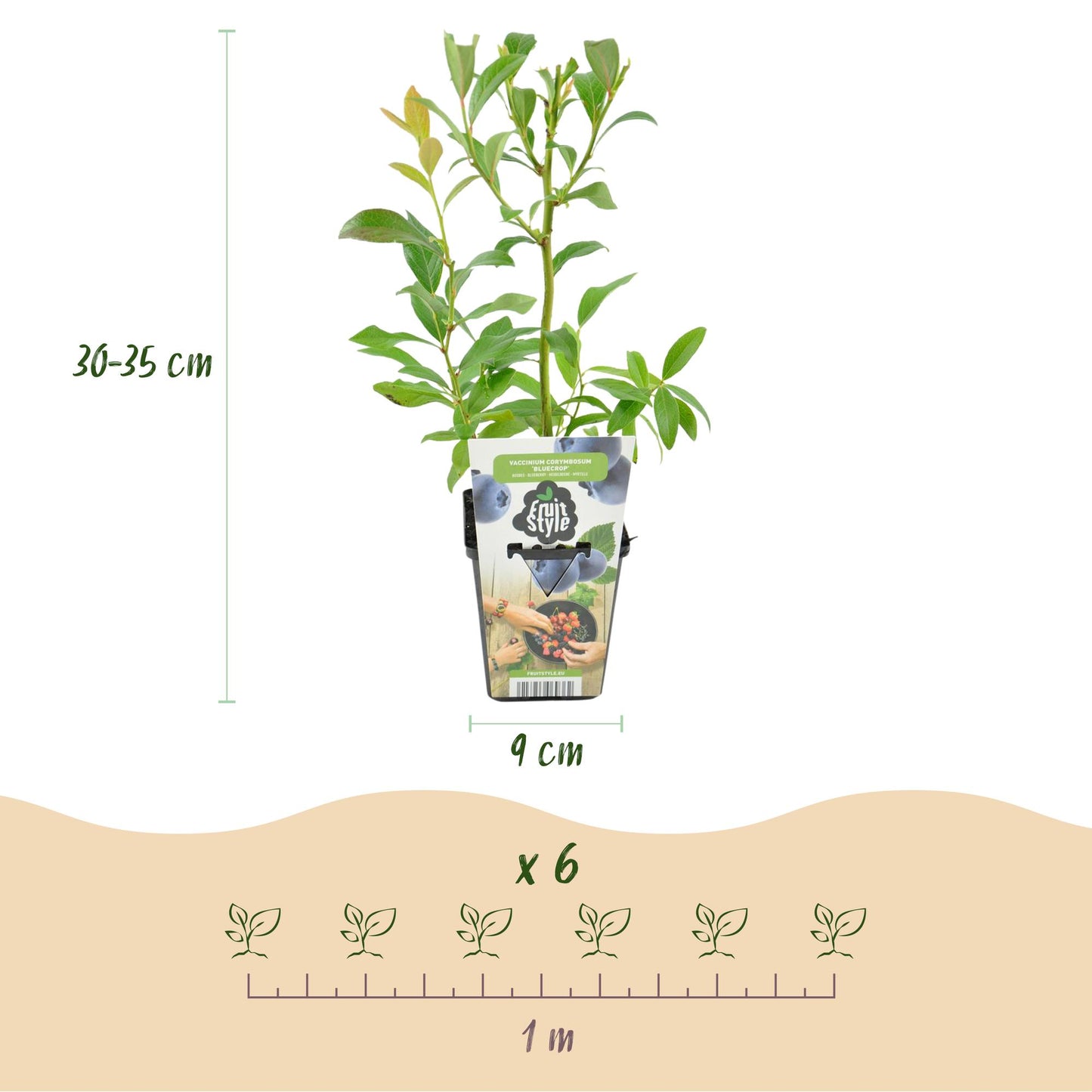 6 x Fruitplanten | Blauwe Bes | Vaccinium corymbossum Bluegold |Winterhard
