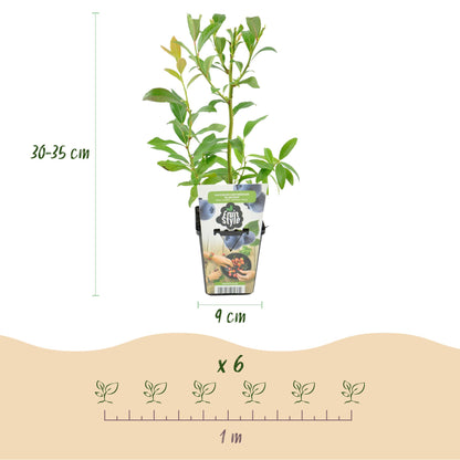 6 x Fruitplanten | Blauwe Bes | Vaccinium corymbossum Bluegold |Winterhard