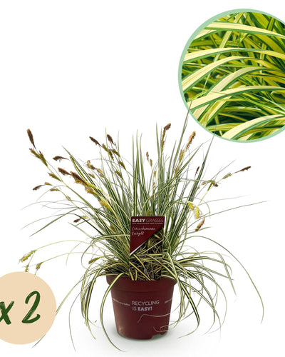 "Carex oshimensis ‘Evergold’ – siergras met geelgroene bladeren, set van 2 planten in pot Ø17cm, hoogte circa 50cm."

