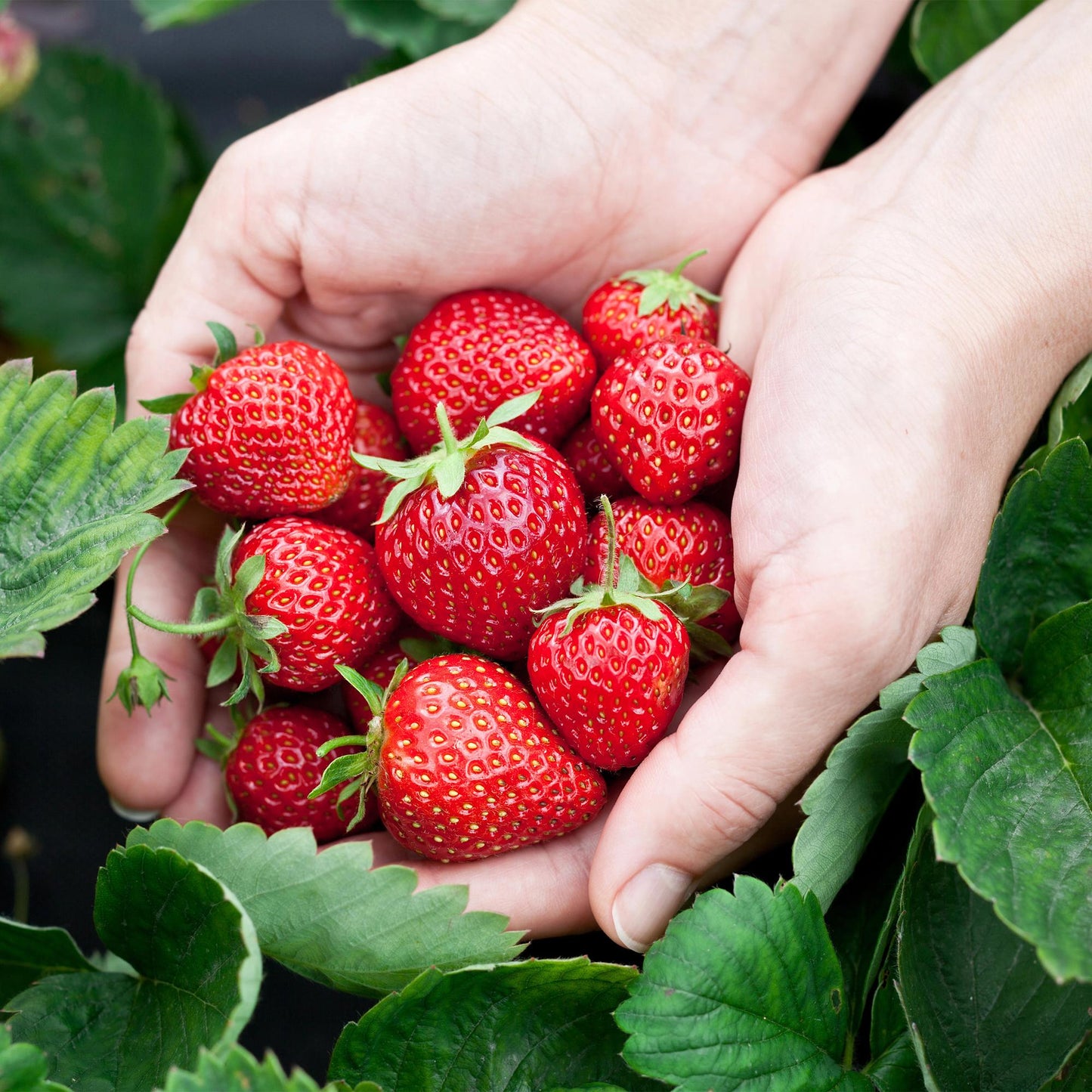 3 x Fruitplanten | Aardbei | Fragaria Elsanta | Rode Aardbei