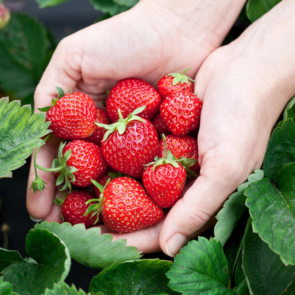 3 x Fruitplanten | Aardbei | Fragaria Elsanta | Rode Aardbei