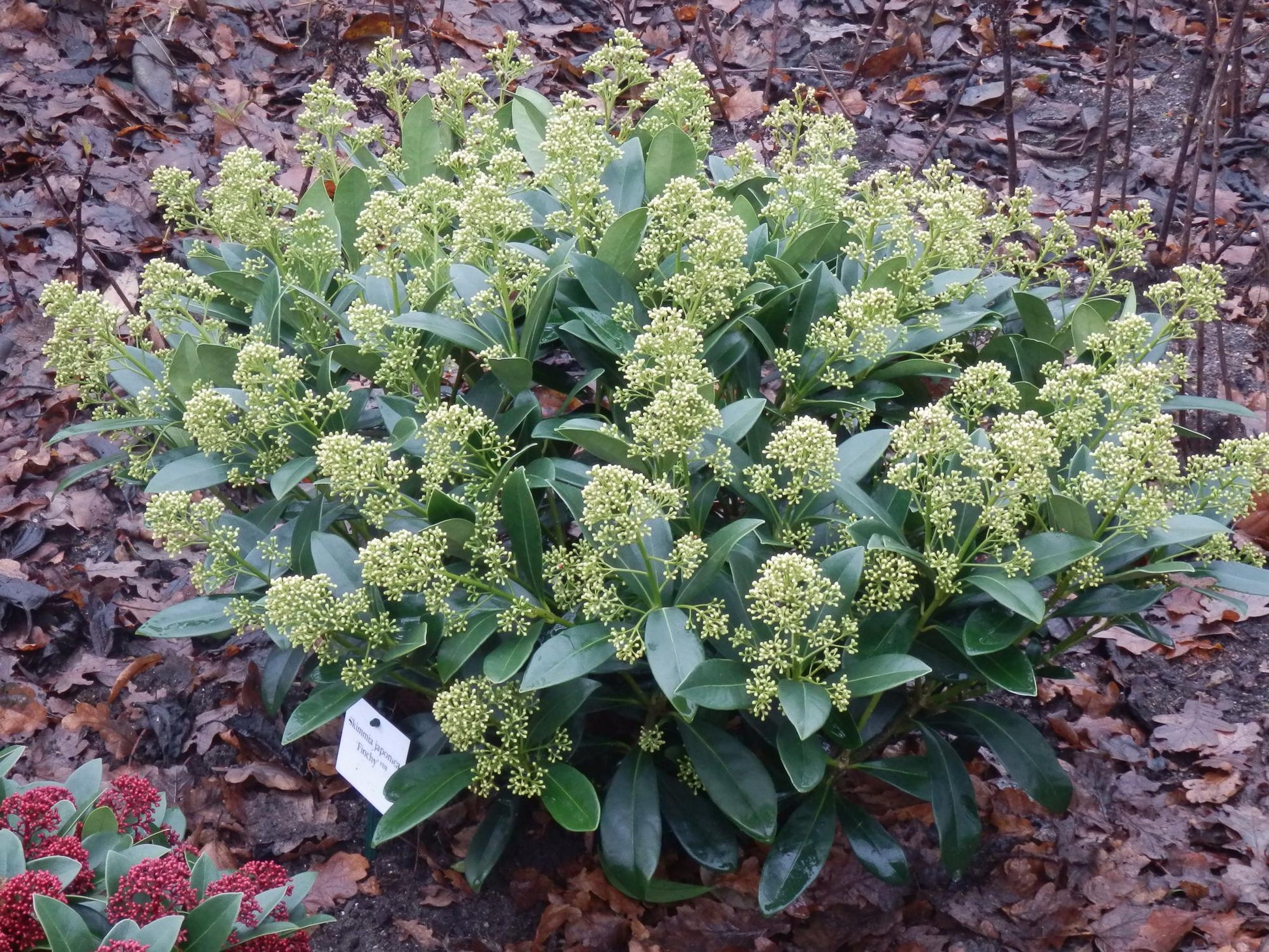 Groenblijvende Skimmia met witte bloemen voor tuin en terras