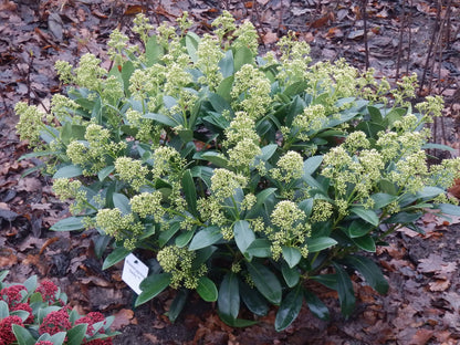 Groenblijvende Skimmia met witte bloemen voor tuin en terras