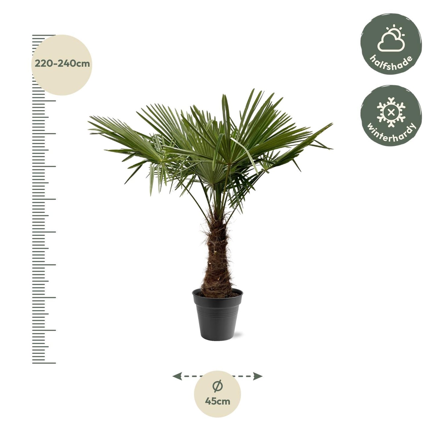 Trachycarpus Fortuneii | XXL Palm | Tuinplant