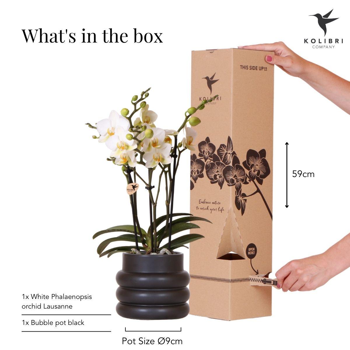 Witte Phalaenopsis Orchidee ‘Lausanne’ + Bubble Pot Black – Pot Ø9 cm | Bloeiende Kamerplant – Vers van de Kweker