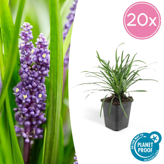Liriope muscari 'Moneymaker' Buitenplant | Leliegras