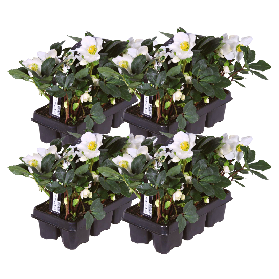 Helleborus niger ‘Christmas Carol’ – set van 24 winterbloeiende kerstrozen met witte bloemen, winterhard en onderhoudsarm, ideaal voor borders, potten en de wintertuin.