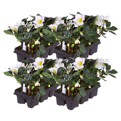 Helleborus niger ‘Christmas Carol’ – set van 24 winterbloeiende kerstrozen met witte bloemen, winterhard en onderhoudsarm, ideaal voor borders, potten en de wintertuin.