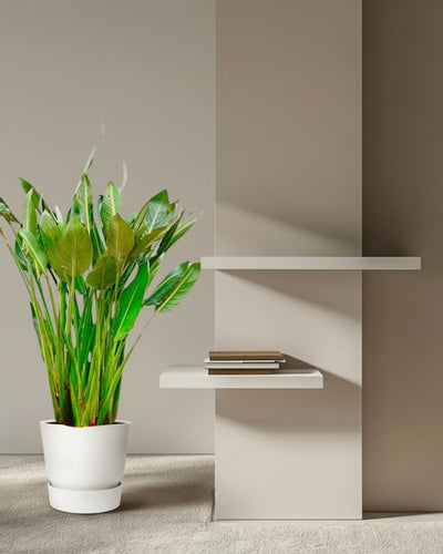 Strelitzia Reginae XL | Mega Houseplant