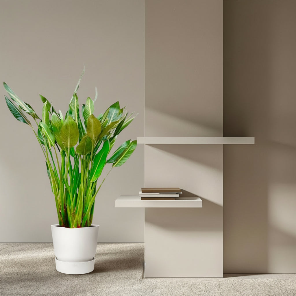 Strelitzia Reginae XL | Mega Kamerplant