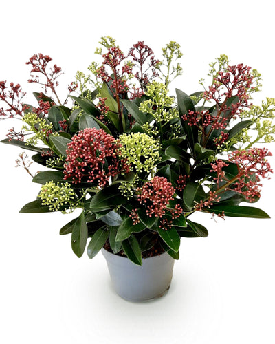 1x - Terrasplant - Skimmia japonica Festival - Bloem Wit & Rood - 15+ Bloemen - 1 Plant - Winterhard - Pot 15cm Hoogte 30cm