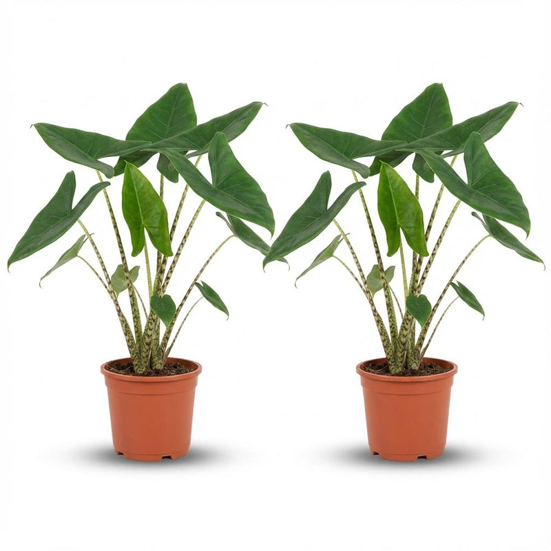 Alocasia met zebraprint stelen en grote tropische bladeren